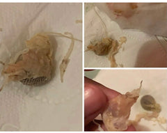 Bright Skin Yoni Detox Pearls